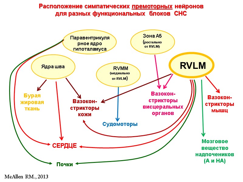 Паравентрикулярное ядро гипоталамуса Расположение симпатических премоторных нейронов  для разных функциональных  блоков 